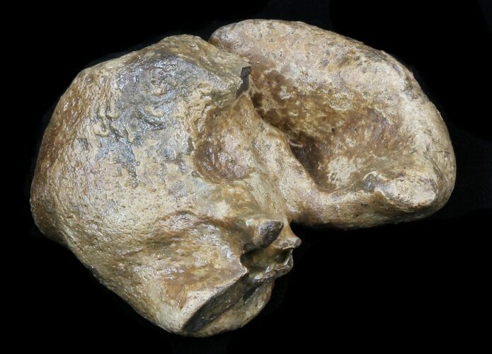 Fossil Manatee (Trichechus) Ear Bone - Florida #33312